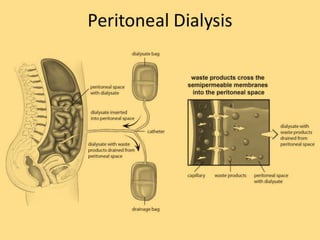 The peritoneum and peritoneal cavity.pptx