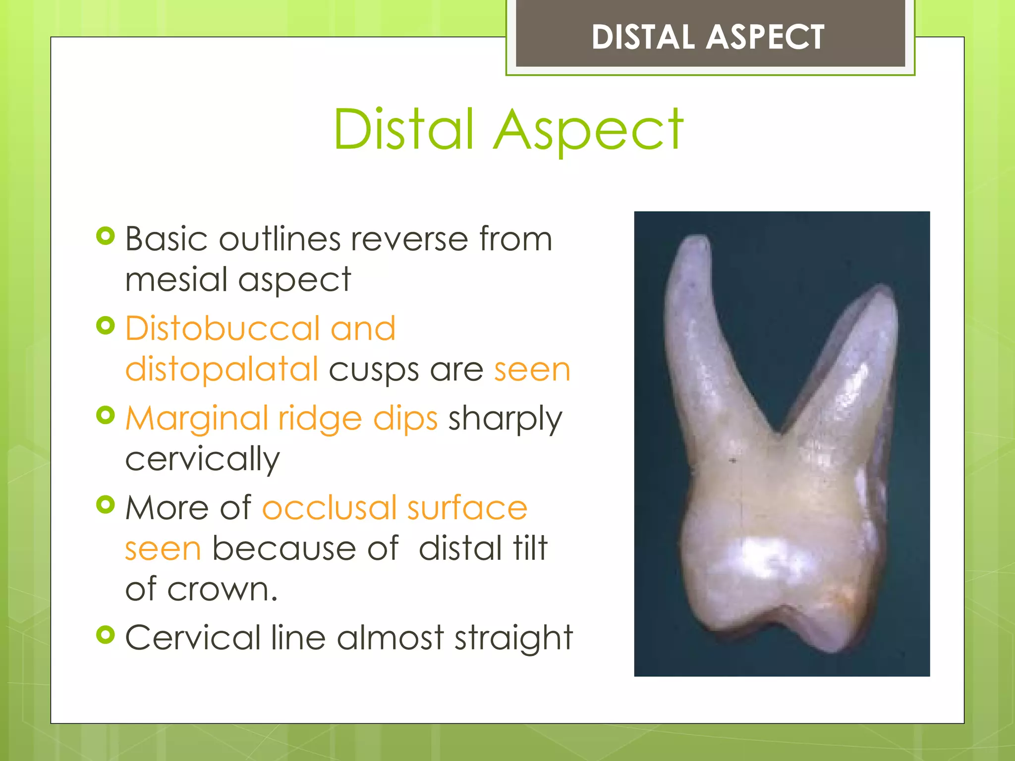 DISTAL ASPECT

               Distal Aspect
 Basic outlines reverse from
  mesial aspect
 Distobuccal and
  distopalatal cusps are seen
 Marginal ridge dips sharply
  cervically
 More of occlusal surface
  seen because of distal tilt
  of crown.
 Cervical line almost straight
 