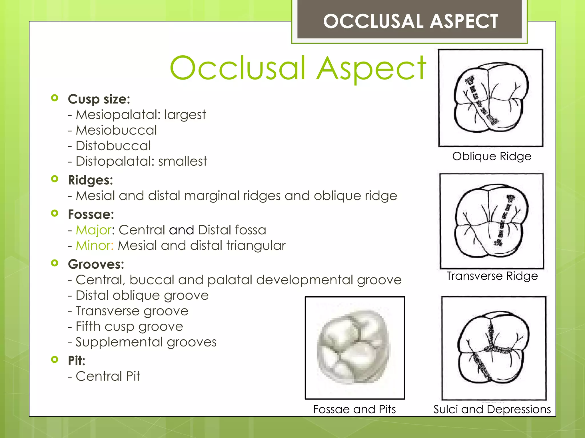 OCCLUSAL ASPECT

                    Occlusal Aspect
   Cusp size:
    - Mesiopalatal: largest
    - Mesiobuccal
    - Distobuccal
    - Distopalatal: smallest                                   Oblique Ridge
   Ridges:
    - Mesial and distal marginal ridges and oblique ridge
   Fossae:
    - Major: Central and Distal fossa
    - Minor: Mesial and distal triangular
   Grooves:
    - Central, buccal and palatal developmental groove        Transverse Ridge
    - Distal oblique groove
    - Transverse groove
    - Fifth cusp groove
    - Supplemental grooves
   Pit:
    - Central Pit

                                          Fossae and Pits   Sulci and Depressions
 