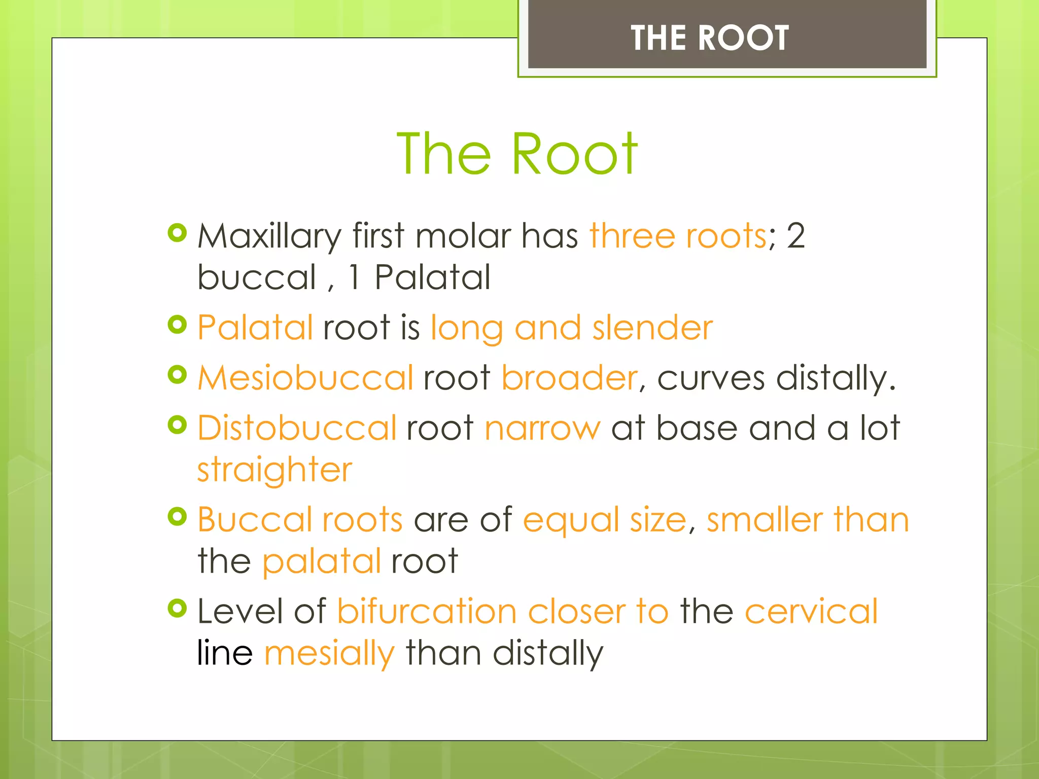 THE ROOT


              The Root
 Maxillary first molar has three roots; 2
  buccal , 1 Palatal
 Palatal root is long and slender
 Mesiobuccal root broader, curves distally.
 Distobuccal root narrow at base and a lot
  straighter
 Buccal roots are of equal size, smaller than
  the palatal root
 Level of bifurcation closer to the cervical
  line mesially than distally
 