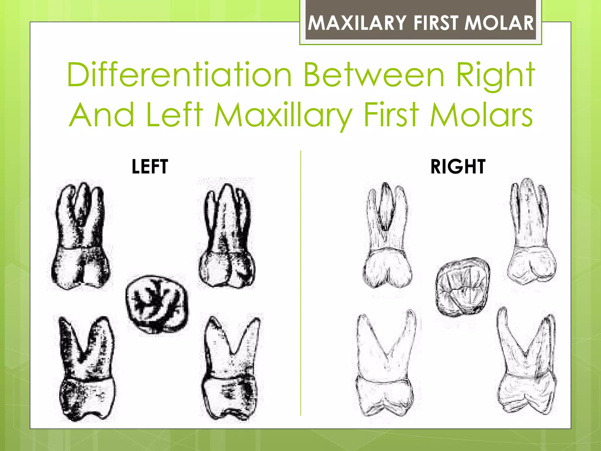 MAXILARY FIRST MOLAR

Differentiation Between Right
And Left Maxillary First Molars
    LEFT                 RIGHT
 