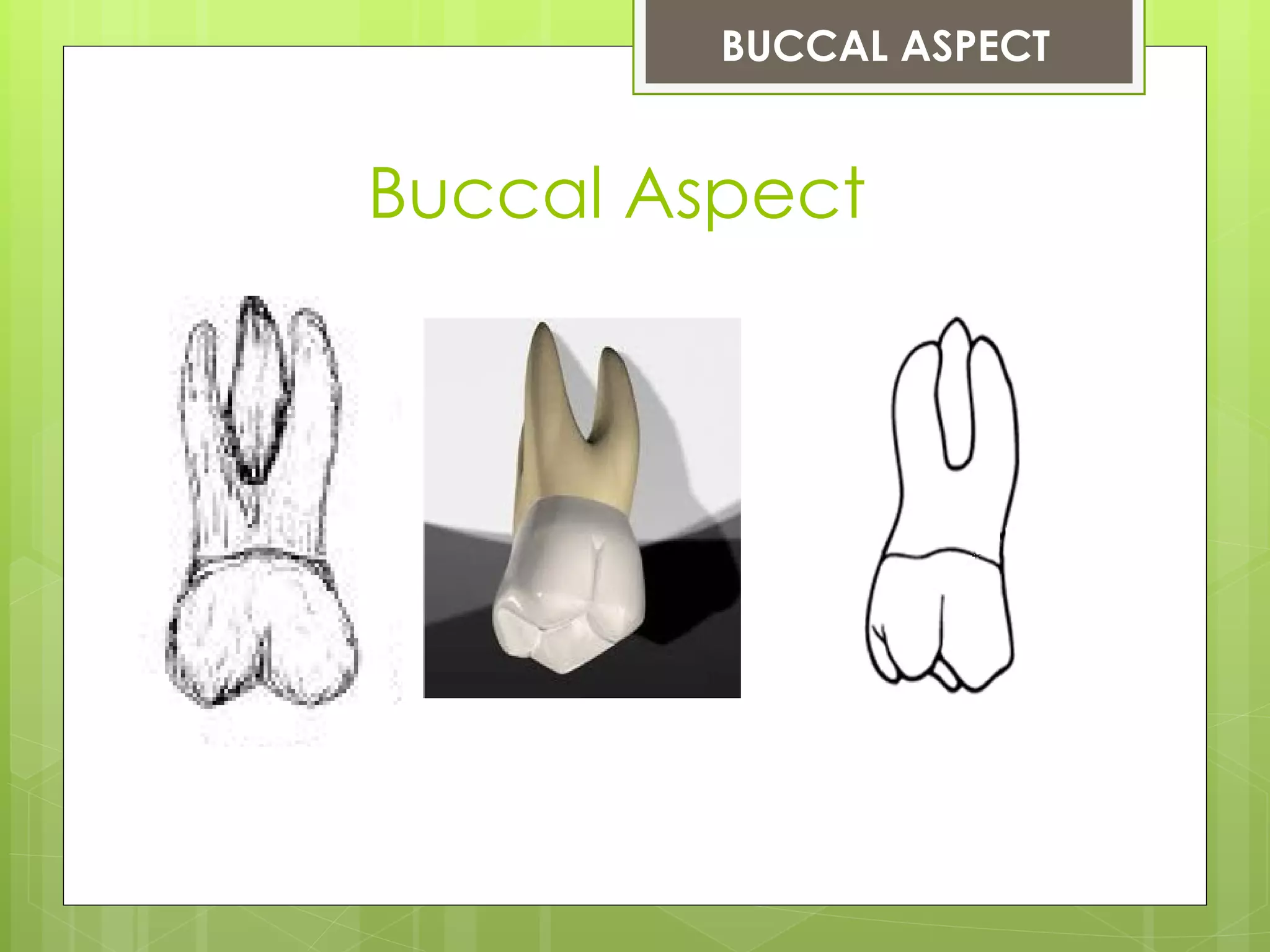 BUCCAL ASPECT


Buccal Aspect
 