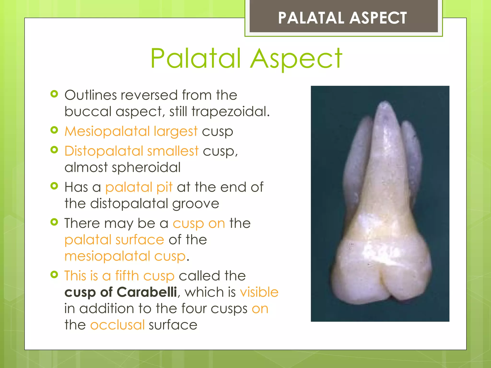 PALATAL ASPECT

                 Palatal Aspect
   Outlines reversed from the
    buccal aspect, still trapezoidal.
   Mesiopalatal largest cusp
   Distopalatal smallest cusp,
    almost spheroidal
   Has a palatal pit at the end of
    the distopalatal groove
   There may be a cusp on the
    palatal surface of the
    mesiopalatal cusp.
   This is a fifth cusp called the
    cusp of Carabelli, which is visible
    in addition to the four cusps on
    the occlusal surface
 