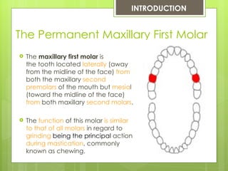 INTRODUCTION


The Permanent Maxillary First Molar
   The maxillary first molar is
    the tooth located laterally (away
    from the midline of the face) from
    both the maxillary second
    premolars of the mouth but mesial
    (toward the midline of the face)
    from both maxillary second molars.

   The function of this molar is similar
    to that of all molars in regard to
    grinding being the principal action
    during mastication, commonly
    known as chewing.
 