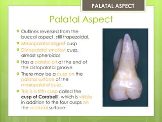 PALATAL ASPECT

                 Palatal Aspect
   Outlines reversed from the
    buccal aspect, still trapezoidal.
   Mesiopalatal largest cusp
   Distopalatal smallest cusp,
    almost spheroidal
   Has a palatal pit at the end of
    the distopalatal groove
   There may be a cusp on the
    palatal surface of the
    mesiopalatal cusp.
   This is a fifth cusp called the
    cusp of Carabelli, which is visible
    in addition to the four cusps on
    the occlusal surface
 