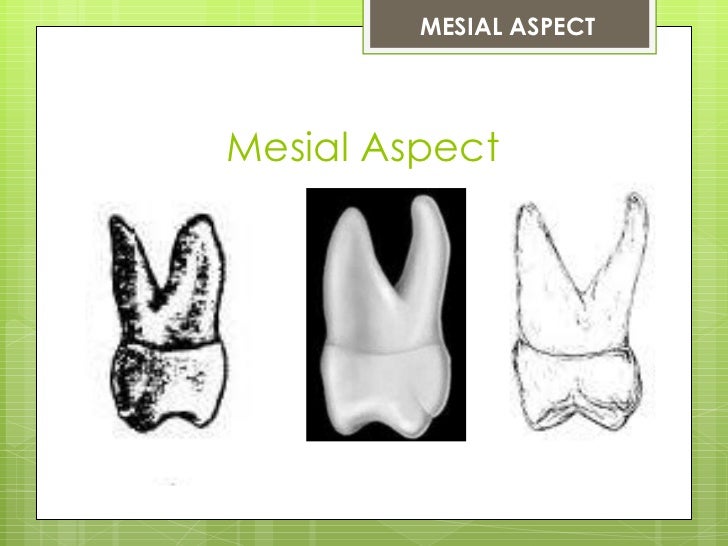 The Permanent Maxillary First Molar