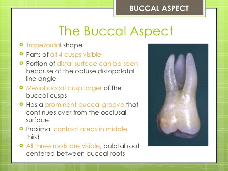 The Permanent Maxillary First Molar