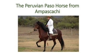 The Peruvian Paso Horse from
Ampascachi
 