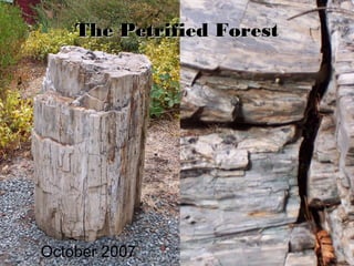 The Petrified Forest

October 2007

 