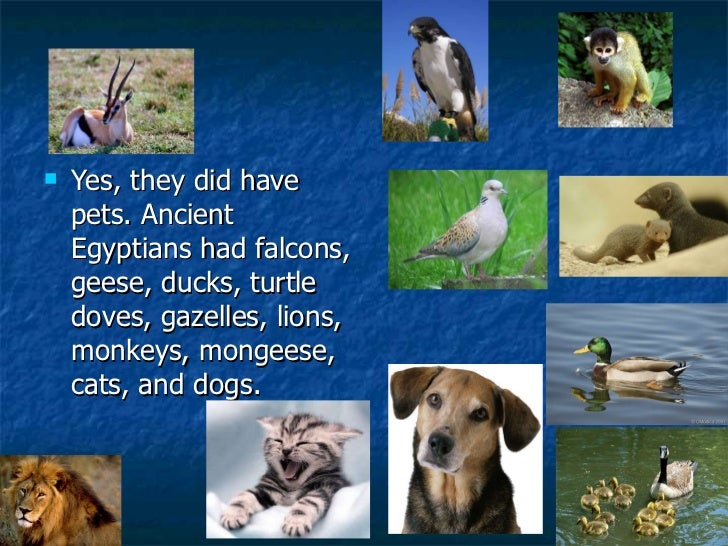 Monkeys Have Dogs As Pets Monkeys Have Dogs As Pets