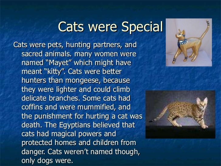 Who Are Better Hunters Cats Or Dogs Who Are Better Hunters Cats Or Dogs