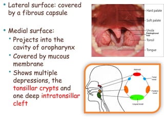 gross anatomy of the neck: The Pharynx.pptx