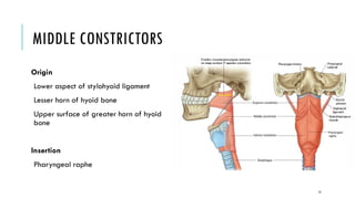 Anatomy of The pharynx and esophagus.pptx