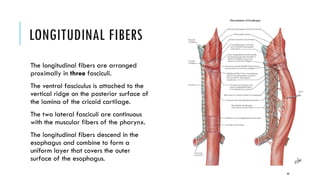 Ventral Ridging Anatomy of The pharynx and esophagus.pptx