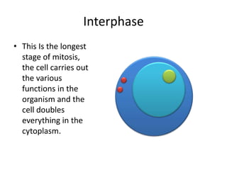 what is the longest stage of mitosis