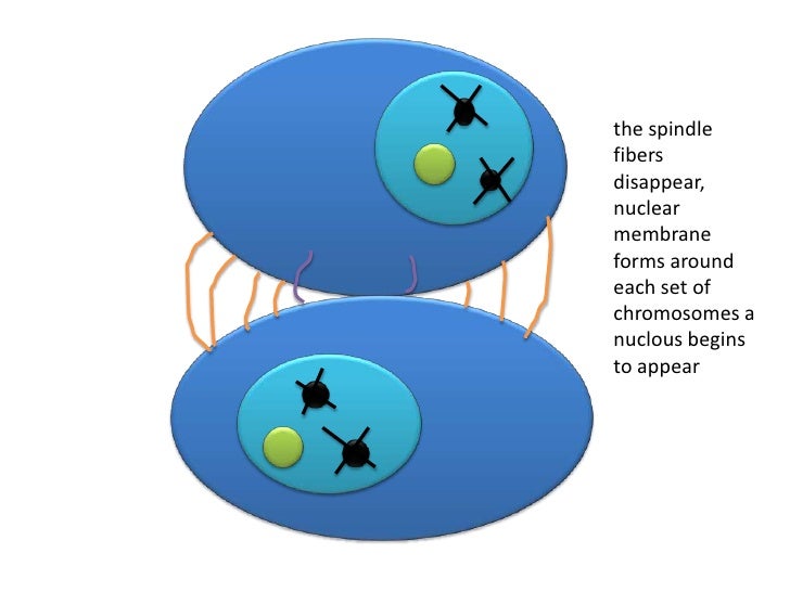 The Phases Of Mitosis