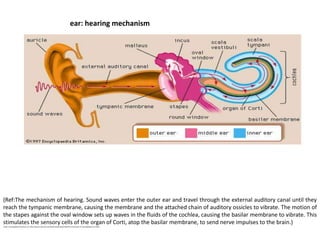 The Phases of Speech | PPTX