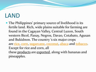 LAND
 The Philippines’ primary source of livelihood is its
fertile land. Rich, wide plains suitable for farming are
found in the Cagayan Valley, Central Luzon, South
western Bicol, Panay, Negros, Davao, Cotabato, Agusan
and Bukidnon. The country ‘s six major crops
are rice, corn, sugarcane, coconut, abaca and tobacco.
Except for rice and corn, all
these products are exported, along with bananas and
pineapples.
 