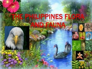 THE PHILIPPINES FLORA
AND FAUNA
 