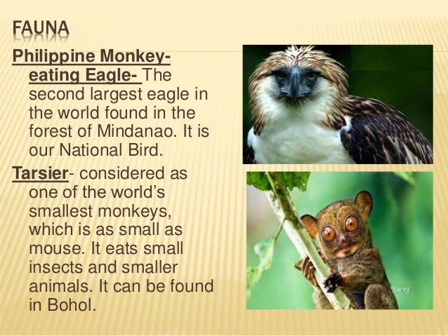 flora and fauna in the philippines Like the everglades in florida and the bonneville salt flats of utah, the tropical rain forest of the philippines is like no other place on earth while deforestation. flora and fauna in the philippines Like the everglades in florida and the bonneville salt flats of utah, the tropical rain forest of the philippines is like no other place on earth while deforestation.