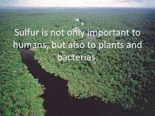 Sulfur is not only important to
humans, but also to plants and
bacterias.

 