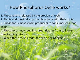 How Phosphorus Cycle works?
1. Phosphate is released by the erosion of rocks.
2. Plants and fungi take up the phosphate with their roots.
3. Phosphorus moves from producers to consumers via food
chain.
4. Phosphorus may seep into groundwater from soil, over
time forming into rock.
5. When these rocks erode, the cycle begins again.

 