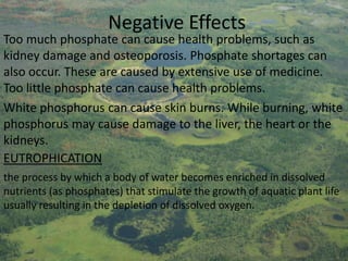 Negative Effects

Too much phosphate can cause health problems, such as
kidney damage and osteoporosis. Phosphate shortages can
also occur. These are caused by extensive use of medicine.
Too little phosphate can cause health problems.
White phosphorus can cause skin burns. While burning, white
phosphorus may cause damage to the liver, the heart or the
kidneys.
EUTROPHICATION
the process by which a body of water becomes enriched in dissolved
nutrients (as phosphates) that stimulate the growth of aquatic plant life
usually resulting in the depletion of dissolved oxygen.

 