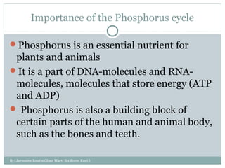 The phosphorus cycle | PPT