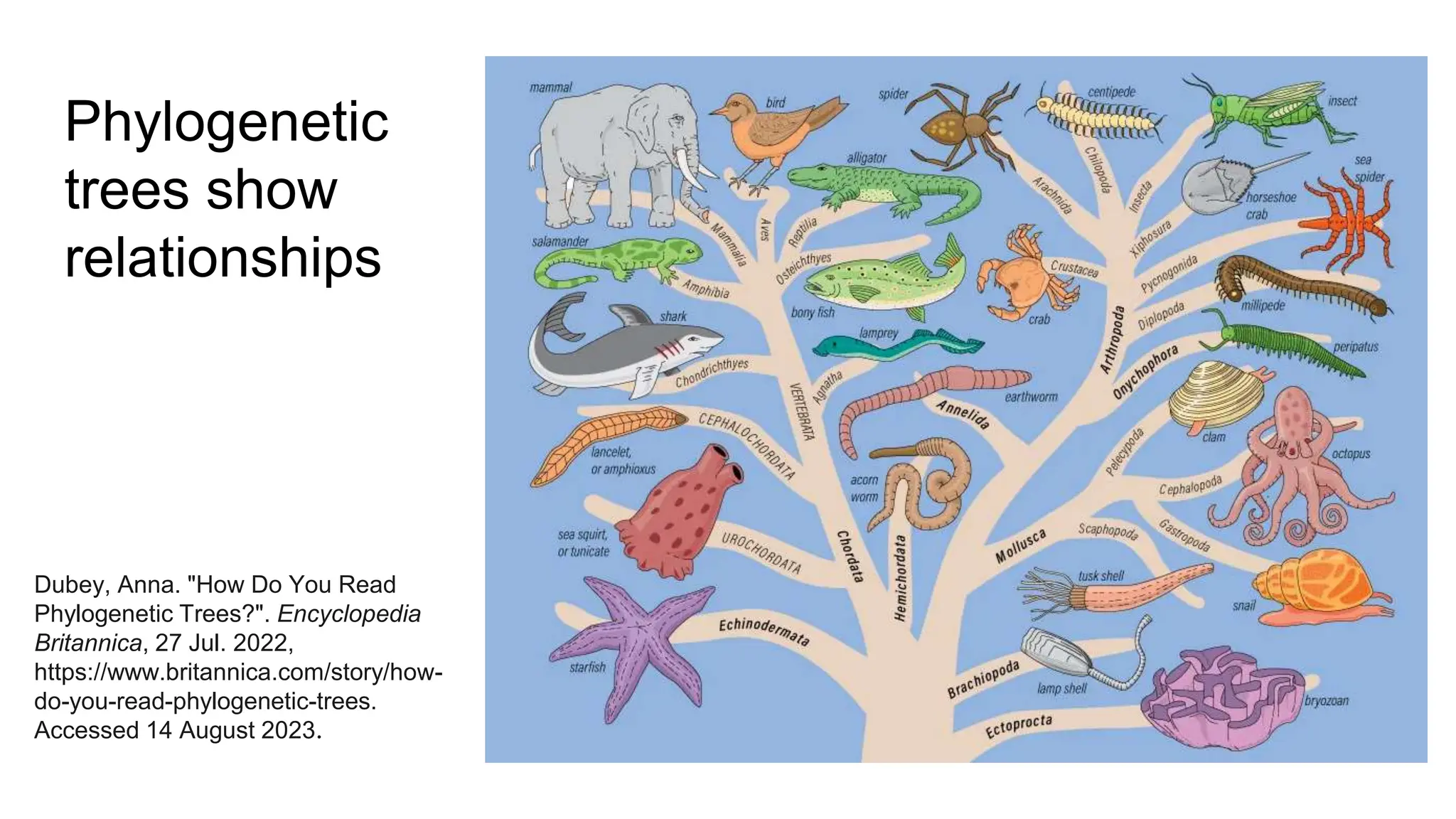 Phylogenetic
trees show
relationships
Dubey, Anna. "How Do You Read
Phylogenetic Trees?". Encyclopedia
Britannica, 27 Jul. 2022,
https://www.britannica.com/story/how-
do-you-read-phylogenetic-trees.
Accessed 14 August 2023.
 