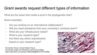 Grant awards request different types of information
What are the areas that create a pivot in the phylogenetic tree?
Some examples:
- Are you working on an international collaboration?
- Will you need assistance from your university’s contracts team?
- What are your infrastructure needs?
- What is your research type?
- Are there any ethics requirements
based on your research type?
Connective Tissue: Human Elastic Tissue,
microscope image from Berkshire Community College
https://www.flickr.com/photos/146824358@N03/41813163882
 