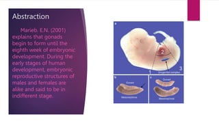 Abstraction
Marieb. E.N. (2001)
explains that gonads
begin to form until the
eighth week of embryonic
development. During the
early stages of human
development, embryonic
reproductive structures of
males and females are
alike and said to be in
indifferent stage.
 