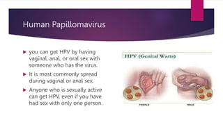 Human Papillomavirus
 you can get HPV by having
vaginal, anal, or oral sex with
someone who has the virus.
 It is most commonly spread
during vaginal or anal sex.
 Anyone who is sexually active
can get HPV, even if you have
had sex with only one person.
 