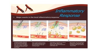 Pathologic Kin Members The Physiological And Pathological Role Of Kinins | PPTX