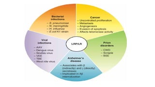 Pathologic Kin Members The Physiological And Pathological Role Of Kinins | PPTX