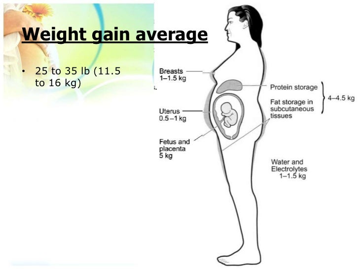 the physiological changes of pregnancy size of 24 week fetus