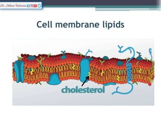 Cholesterol
• Determines the degree
of permeability to
water soluble
substances.
• Controls membrane
fluidity
 
