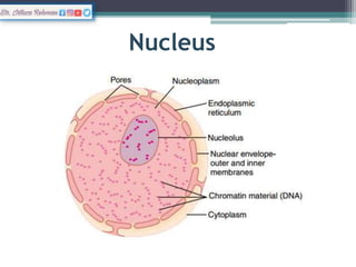 Nucleolus
• Ribosomal RNA synthesis
• r-RNA + Proteins =
Ribosomes
 