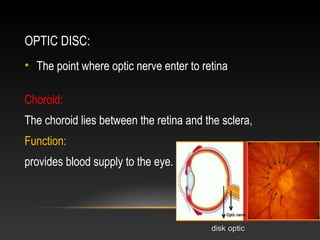 The physiology of human eye | PPT