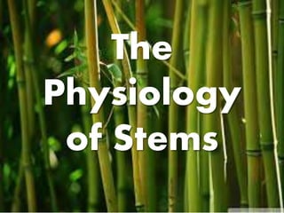 The
Physiology
of Stems
 