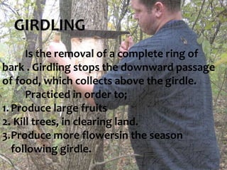 GIRDLING
Is the removal of a complete ring of
bark . Girdling stops the downward passage
of food, which collects above the...