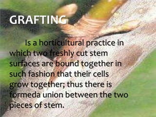 GRAFTING
Is a horticultural practice in
which two freshly cut stem
surfaces are bound together in
such fashion that their ...
