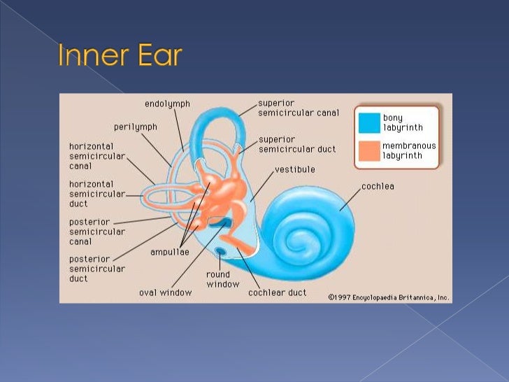 The physiology of the ear