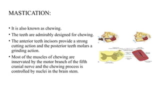 Mastication Process The Physiology of the Gastrointestinal Tract (GIT (complete).pptx