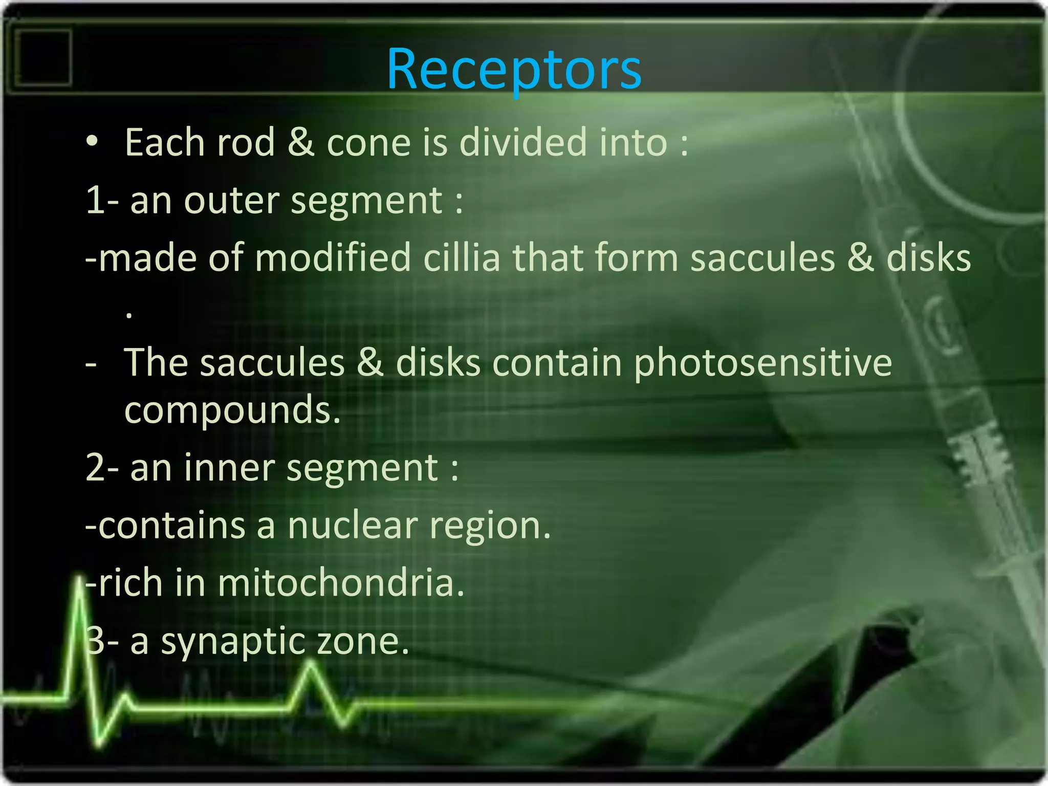 Receptors
• Each rod & cone is divided into :
1- an outer segment :
-made of modified cillia that form saccules & disks
.
- The saccules & disks contain photosensitive
compounds.
2- an inner segment :
-contains a nuclear region.
-rich in mitochondria.
3- a synaptic zone.
 