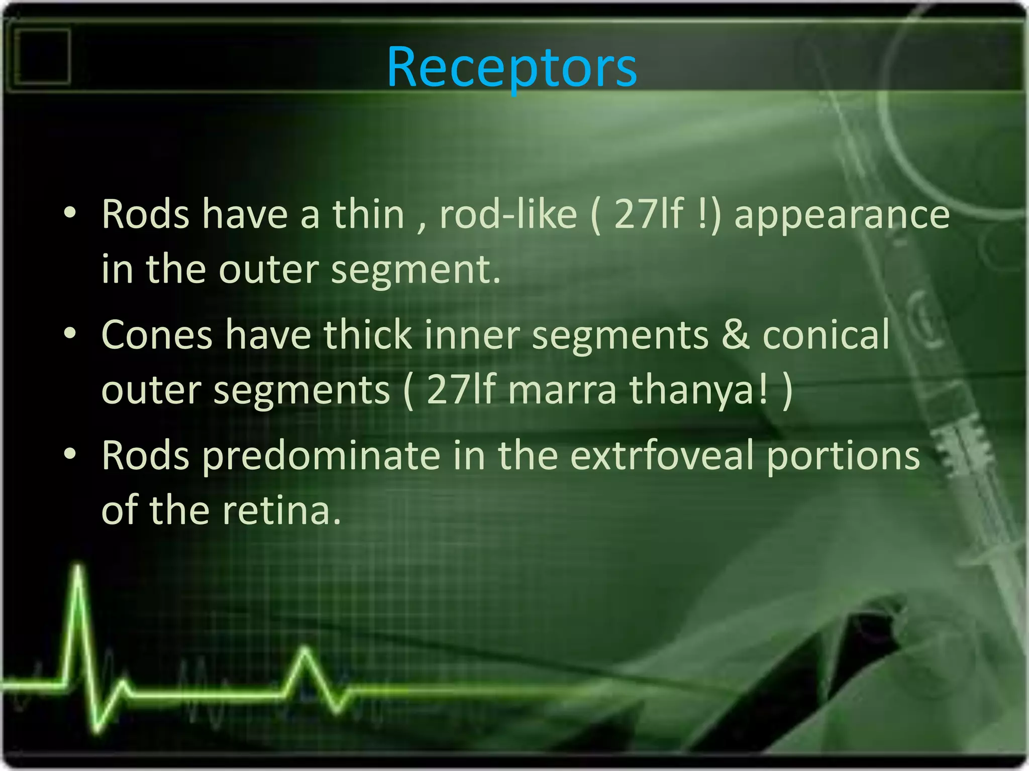 Receptors
• Rods have a thin , rod-like ( 27lf !) appearance
in the outer segment.
• Cones have thick inner segments & conical
outer segments ( 27lf marra thanya! )
• Rods predominate in the extrfoveal portions
of the retina.
 