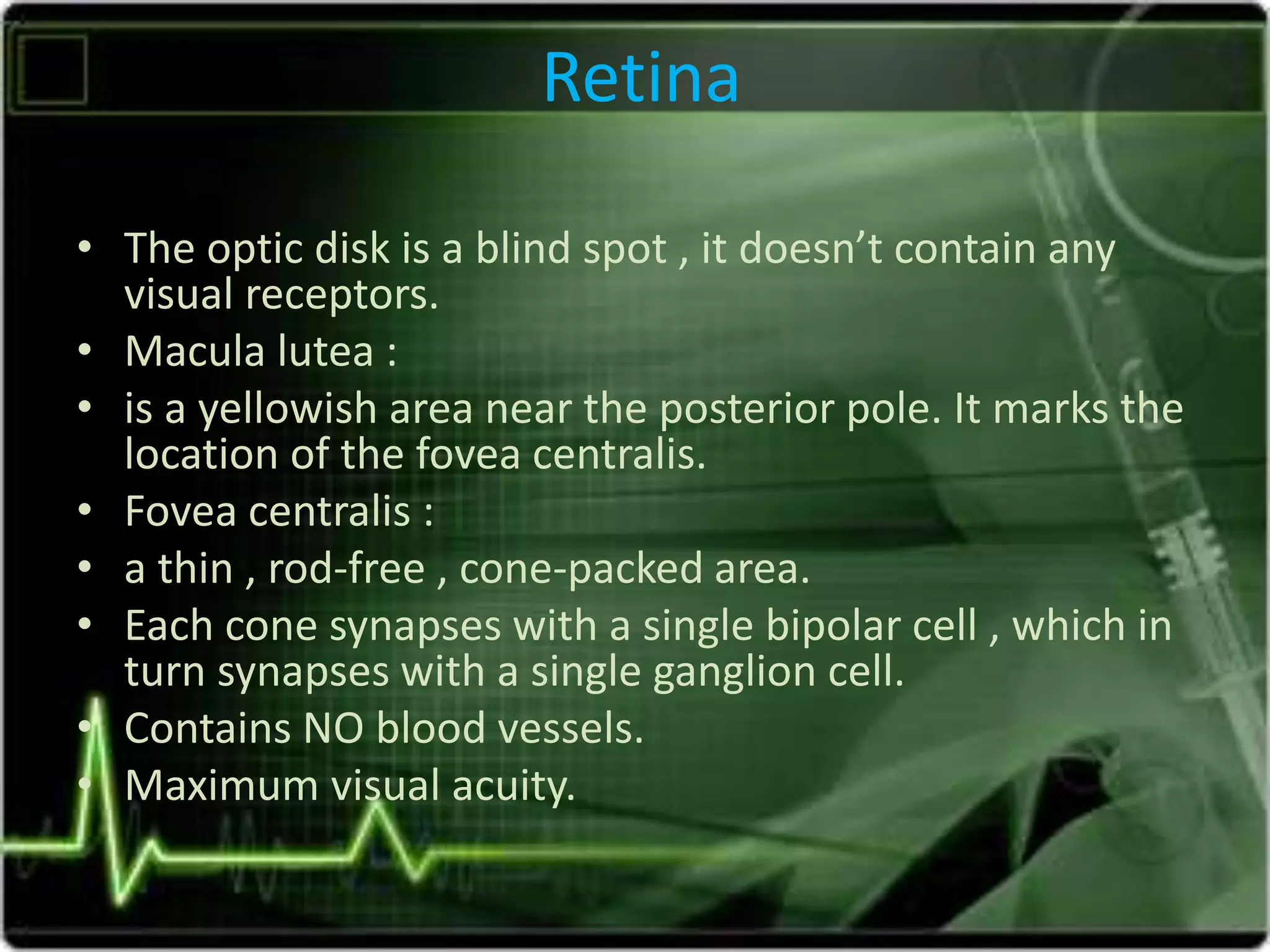 Retina
• The optic disk is a blind spot , it doesn’t contain any
visual receptors.
• Macula lutea :
• is a yellowish area near the posterior pole. It marks the
location of the fovea centralis.
• Fovea centralis :
• a thin , rod-free , cone-packed area.
• Each cone synapses with a single bipolar cell , which in
turn synapses with a single ganglion cell.
• Contains NO blood vessels.
• Maximum visual acuity.
 