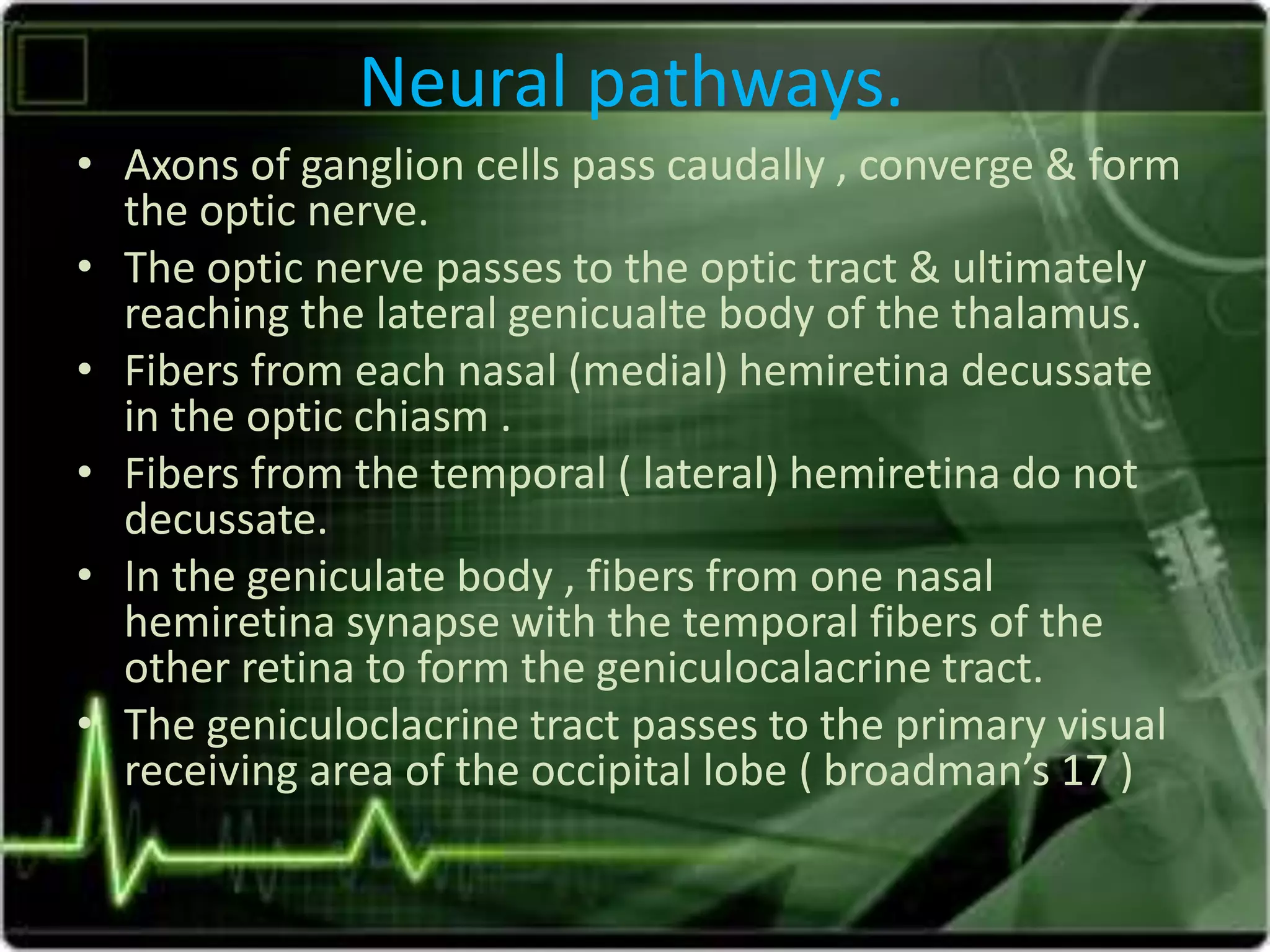 Neural pathways.
• Axons of ganglion cells pass caudally , converge & form
the optic nerve.
• The optic nerve passes to the optic tract & ultimately
reaching the lateral genicualte body of the thalamus.
• Fibers from each nasal (medial) hemiretina decussate
in the optic chiasm .
• Fibers from the temporal ( lateral) hemiretina do not
decussate.
• In the geniculate body , fibers from one nasal
hemiretina synapse with the temporal fibers of the
other retina to form the geniculocalacrine tract.
• The geniculoclacrine tract passes to the primary visual
receiving area of the occipital lobe ( broadman’s 17 )
 