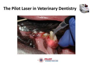 The Pilot Laser in Veterinary Dentistry
 