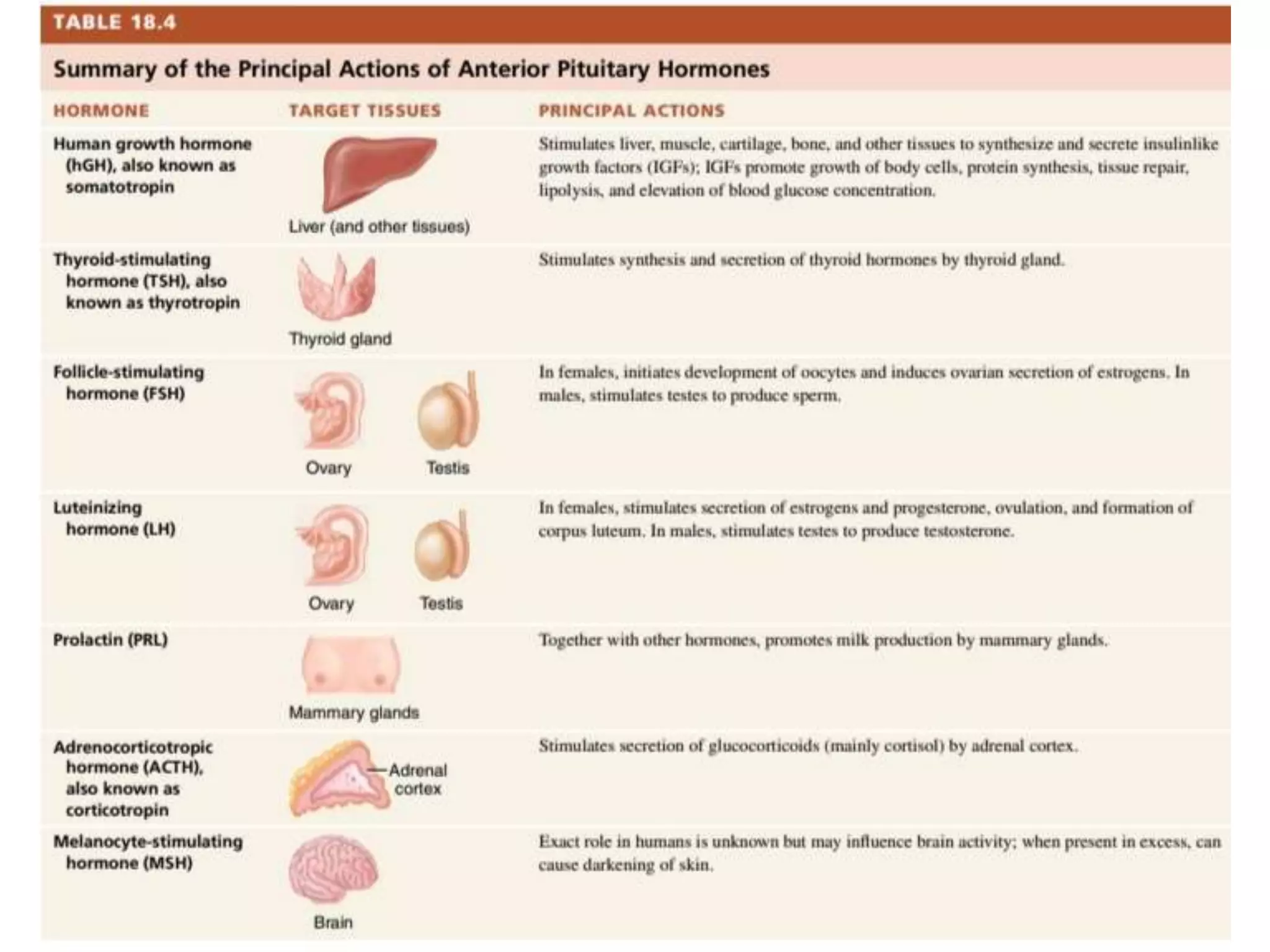 Pituitary Gland- Anatomy and Physiology | PPTX