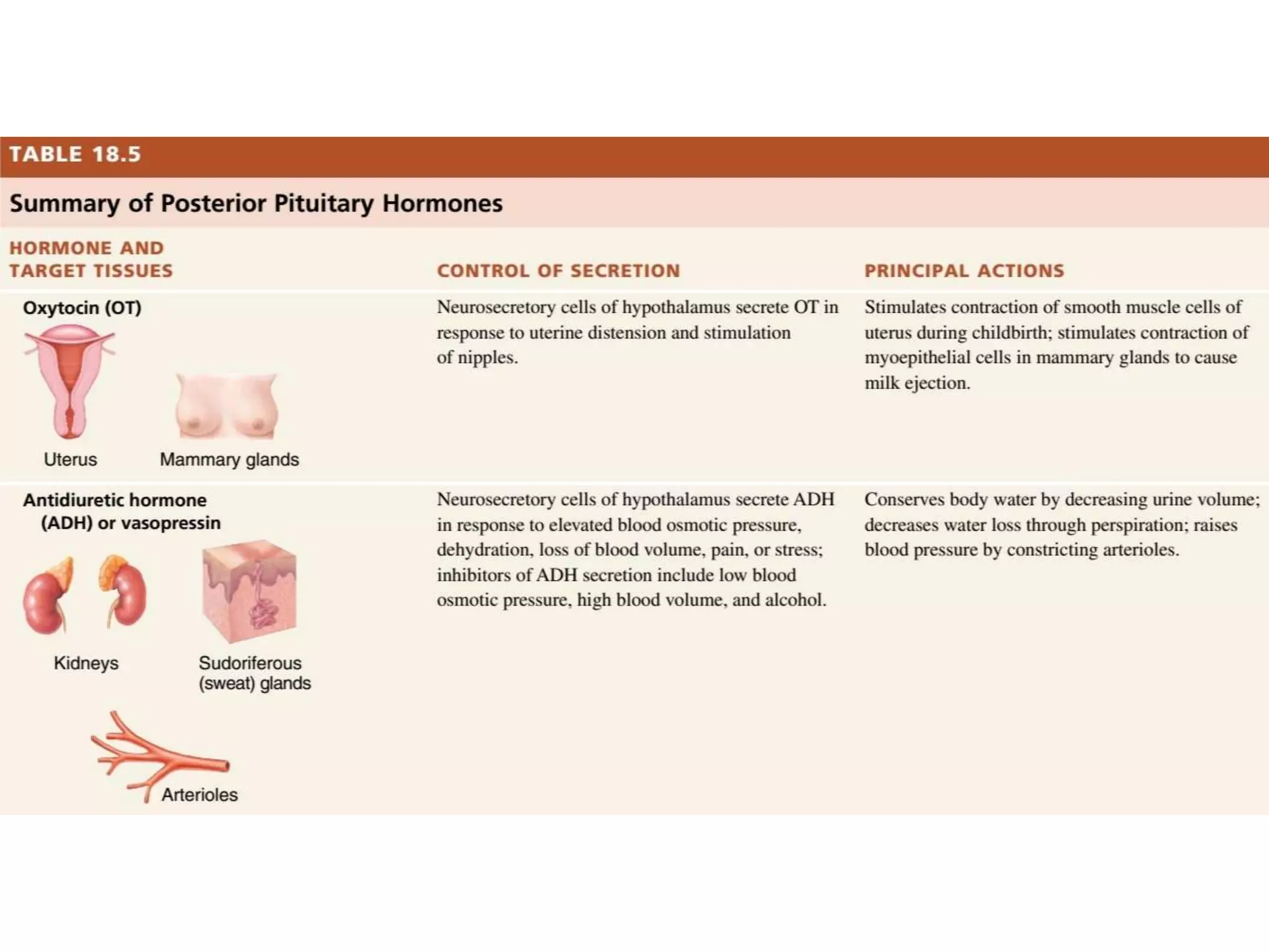 Pituitary Gland- Anatomy and Physiology | PPTX